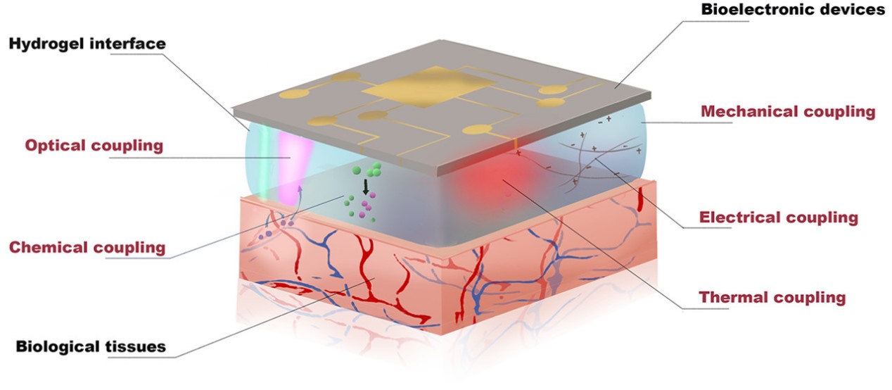Soft bioelectronic materials for brain computer interface