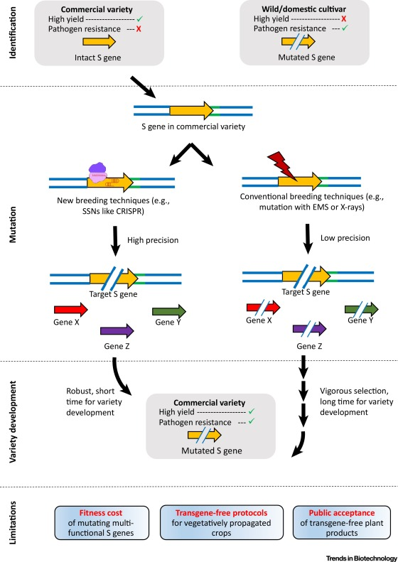 Advances in CRISPR/Cas Gene Editing Technology in Rice Breeding