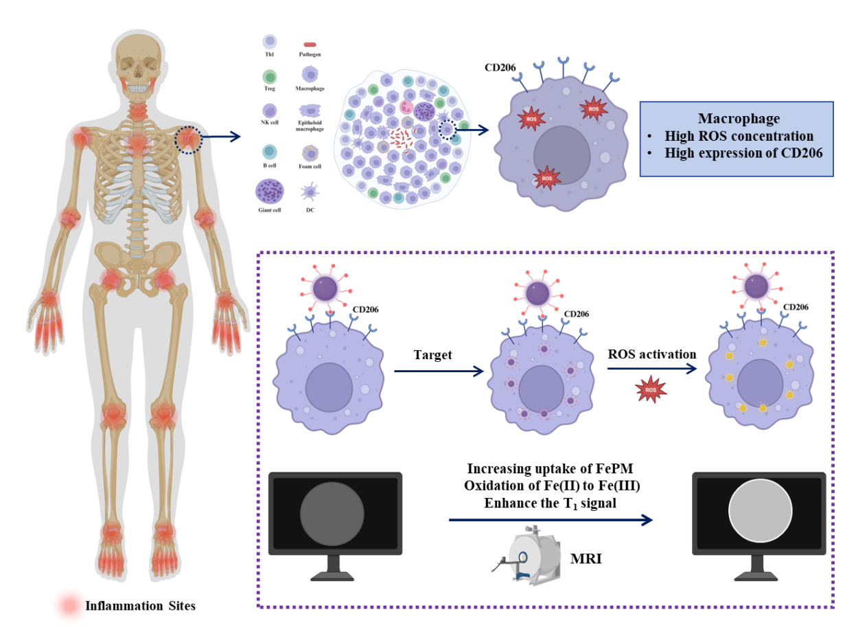 A Macrophages-Targeting and ROS-Responsive Iron-Based T1Magnetic ...