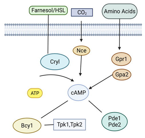 The role of protein kinase A signaling in cardiomyopathy